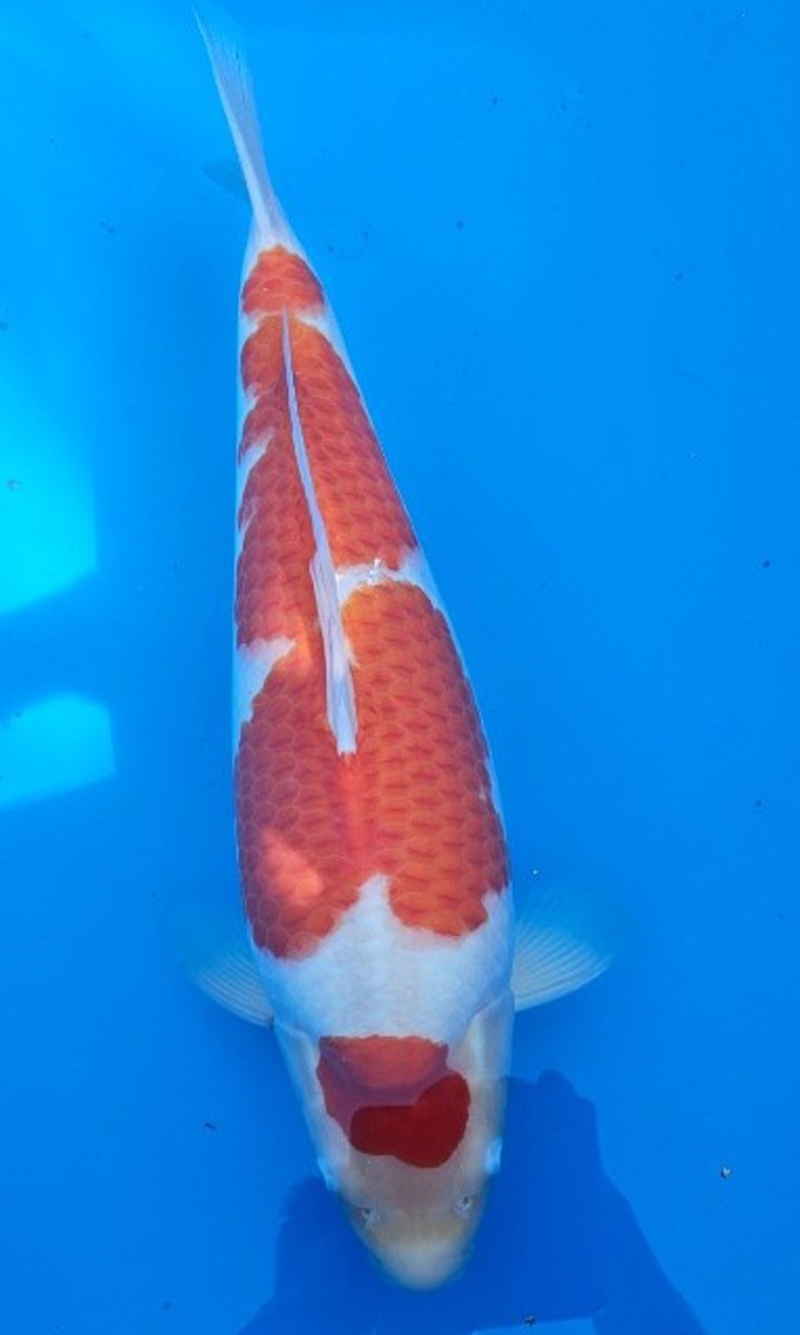 Koi picture