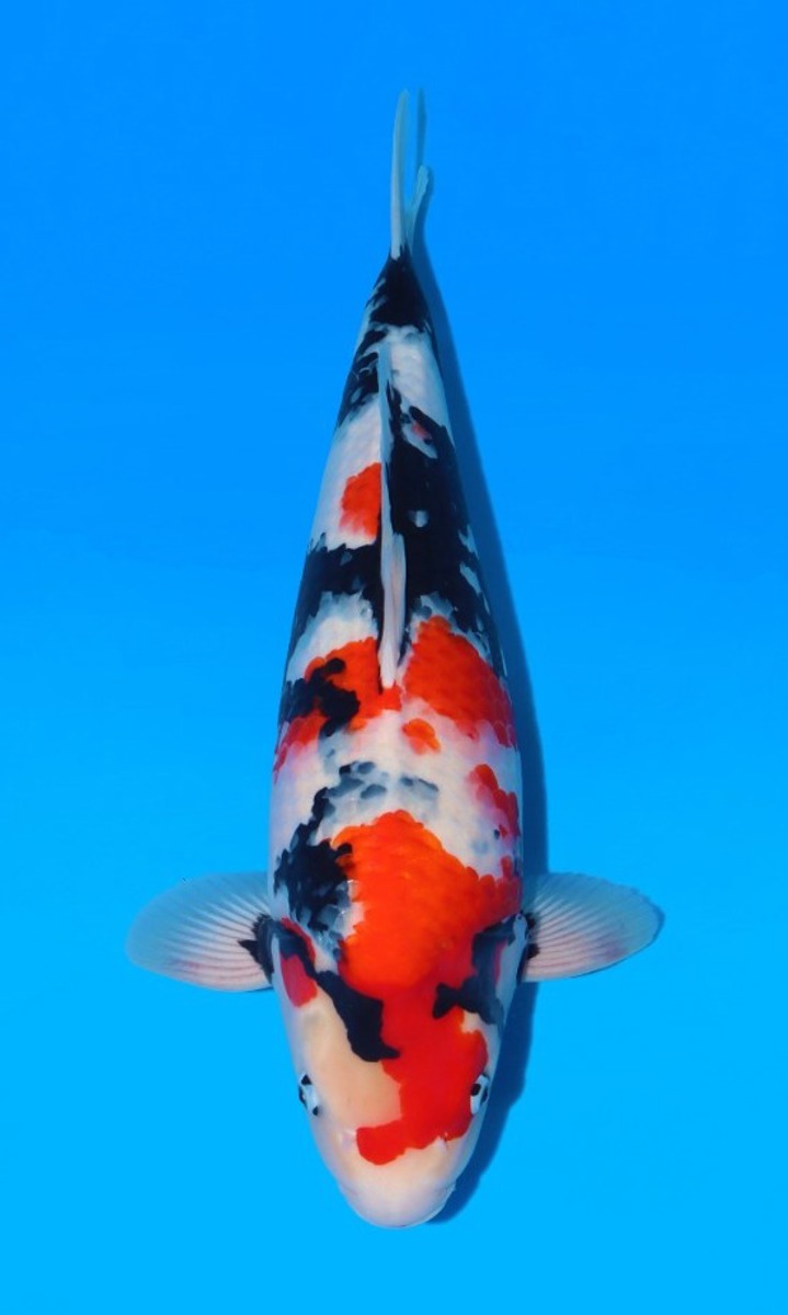 Koi picture