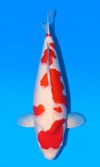 Koi