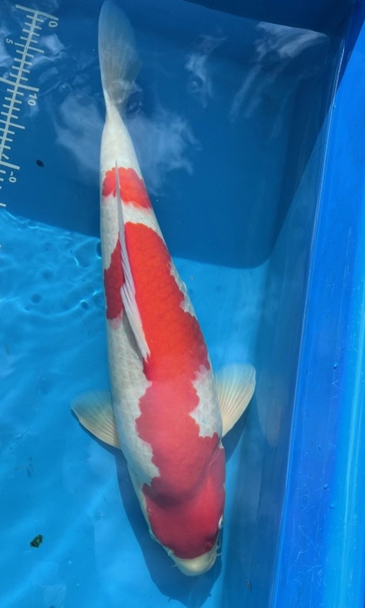 Koi picture