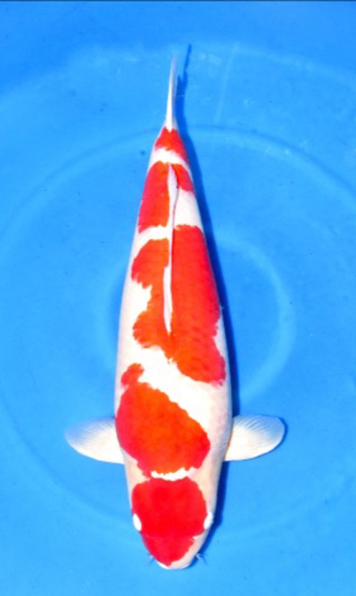 Koi picture