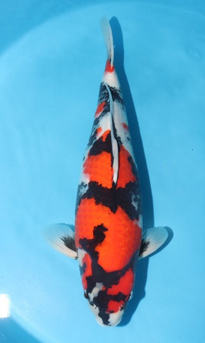 Koi picture