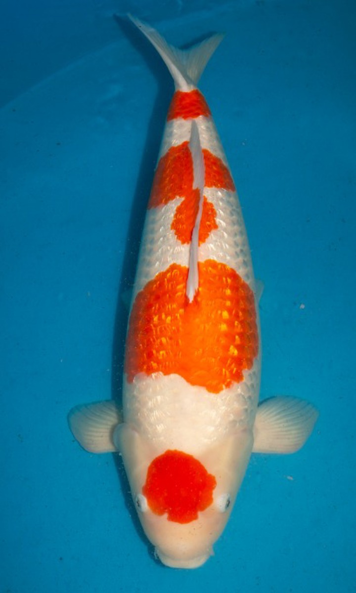 Koi picture