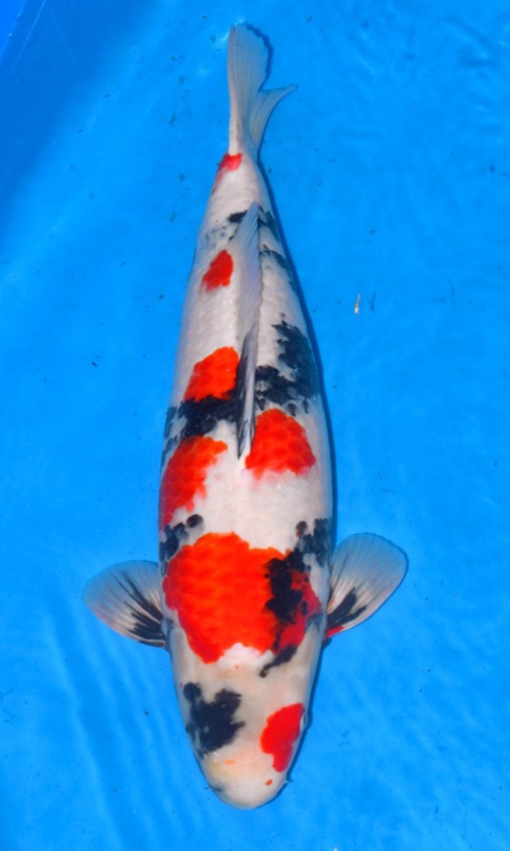 Koi picture