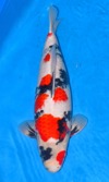 Koi