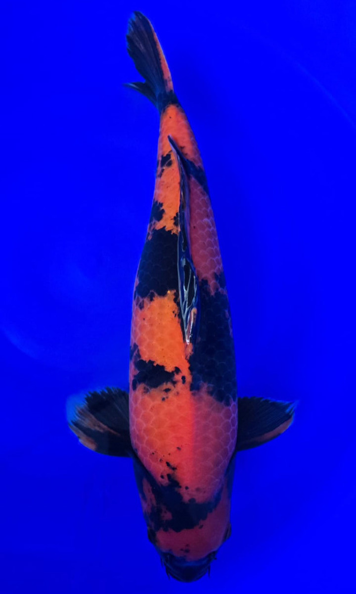 Koi picture