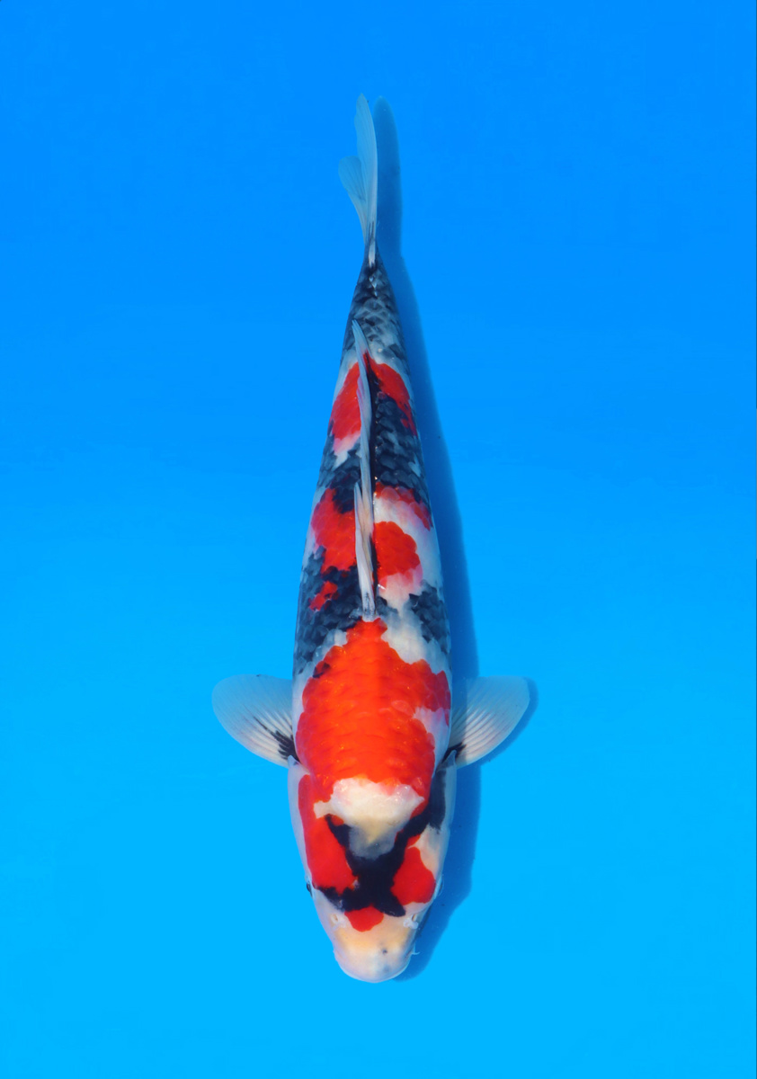 Koi picture