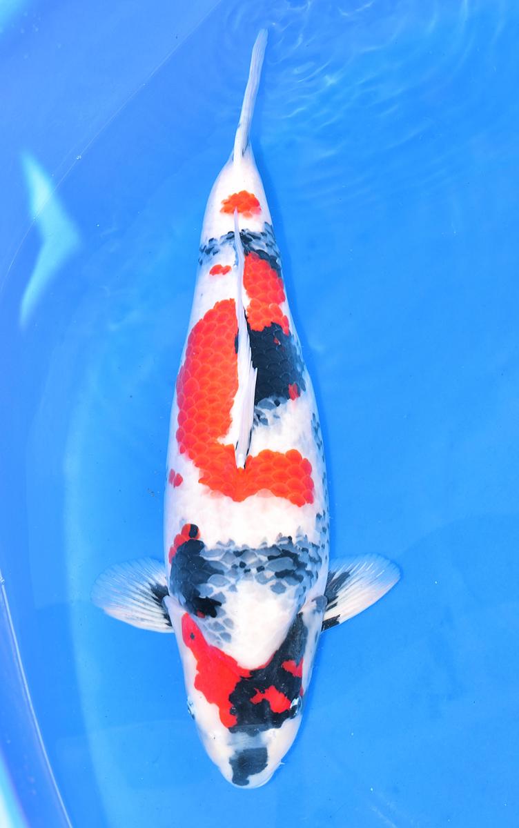 Koi picture