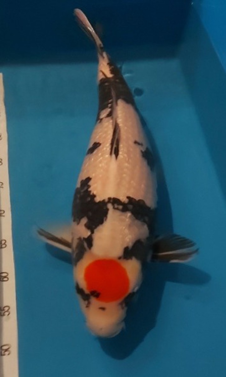 Koi picture