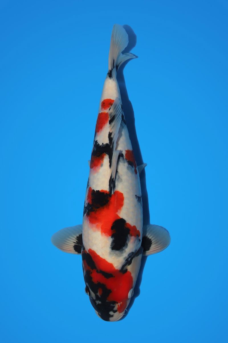 Koi picture