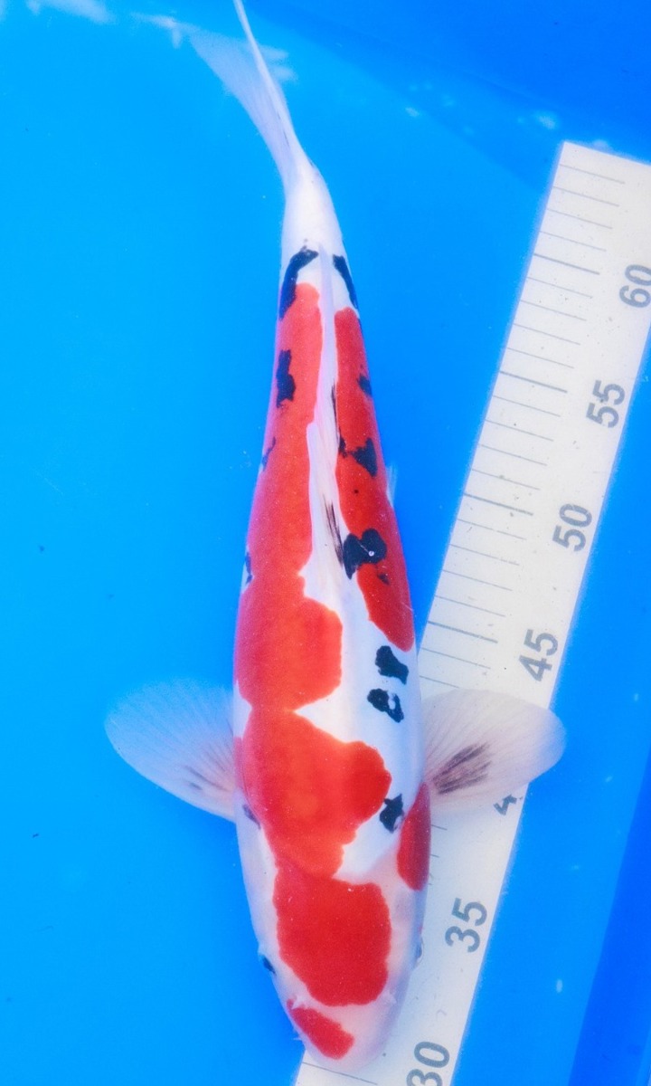 Koi picture