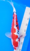 Koi