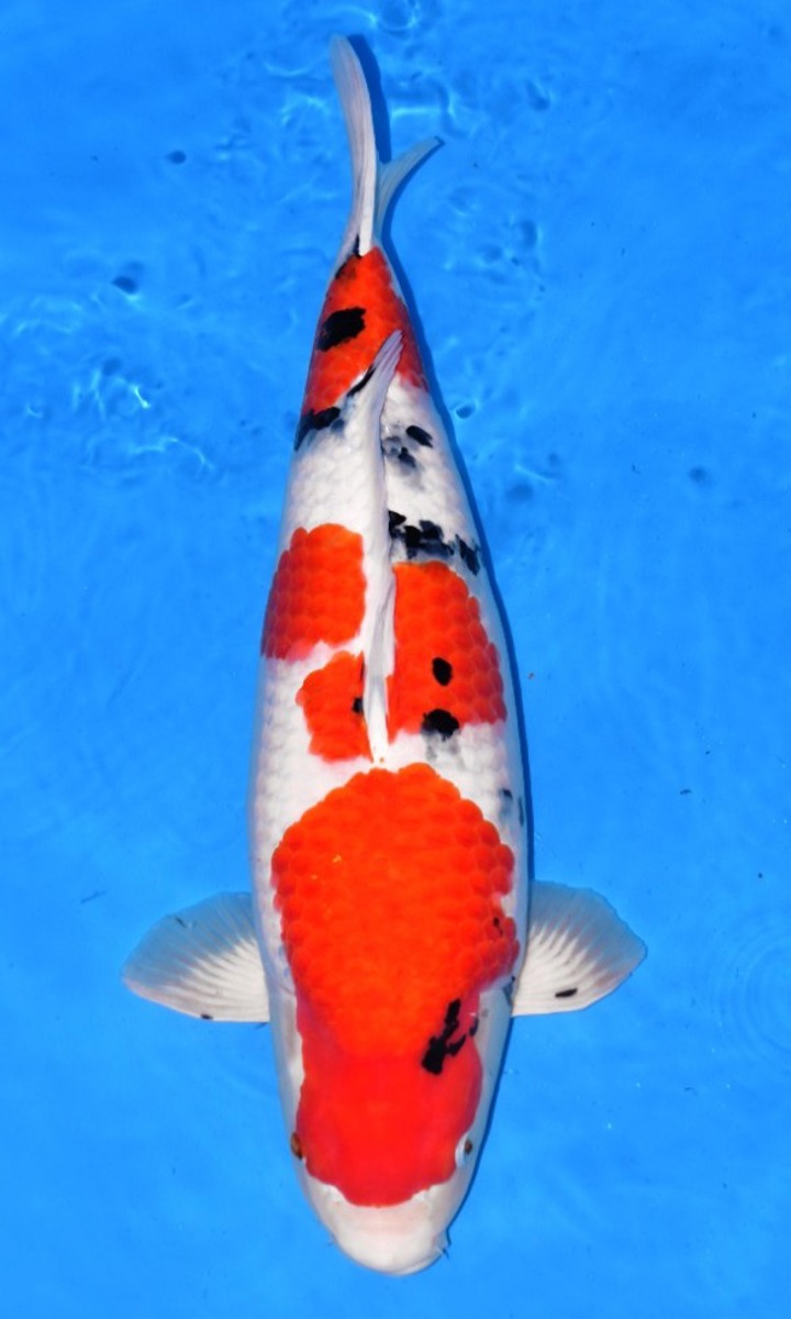 Koi picture