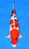 Koi