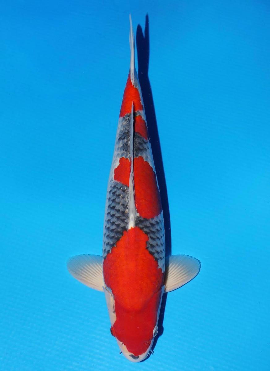 Koi picture