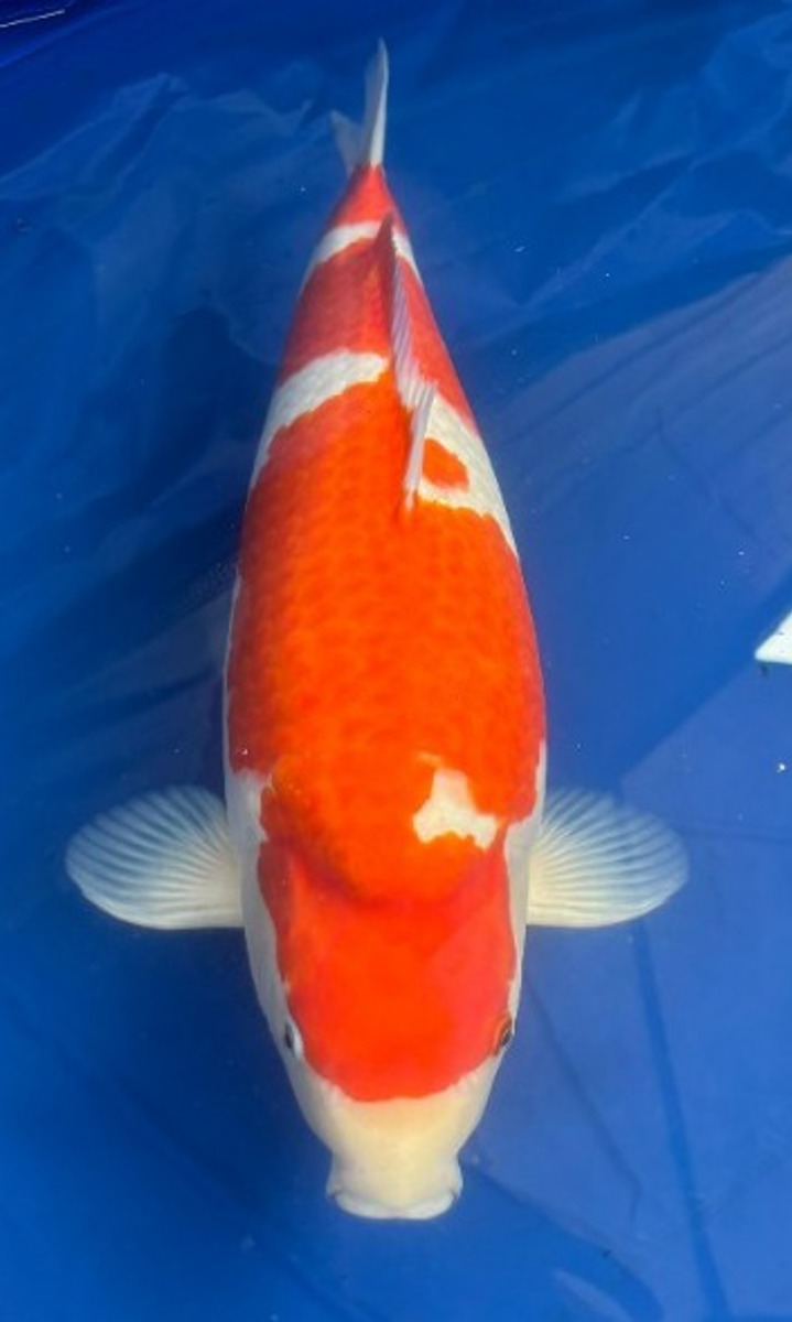 Koi picture