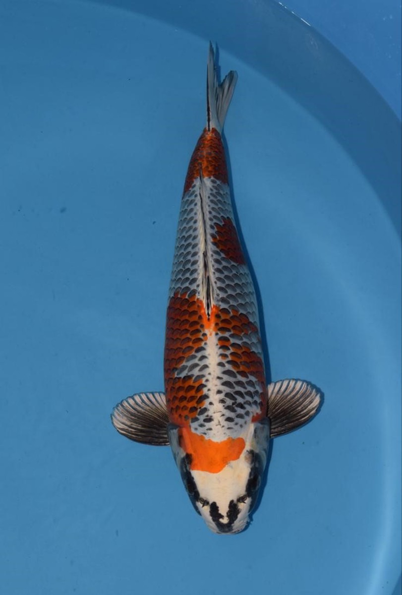 Koi picture