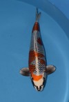 Koi