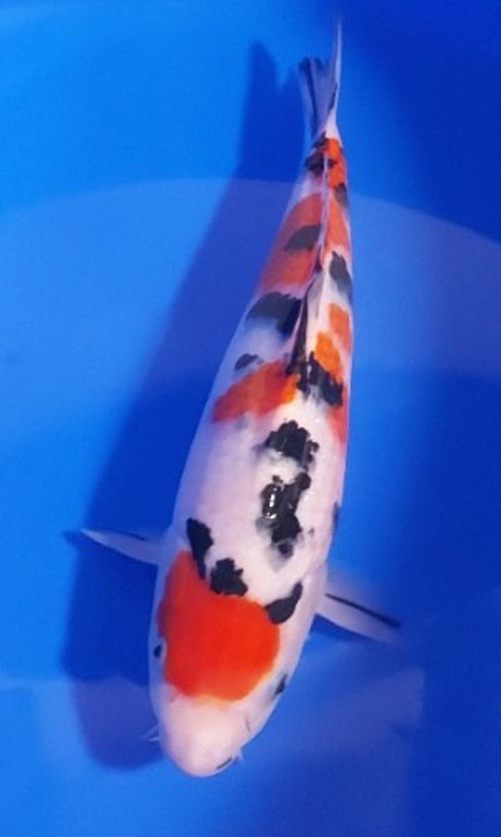 Koi picture