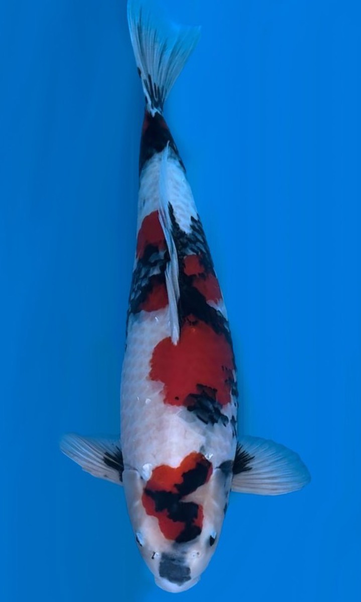 Koi picture