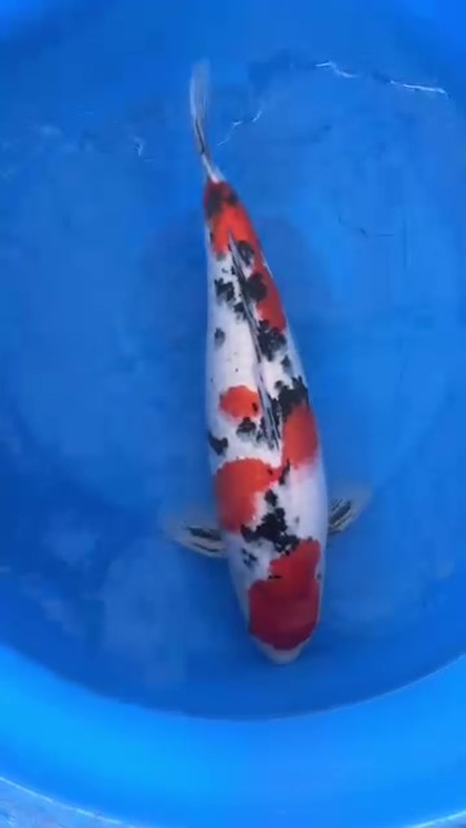 Koi picture