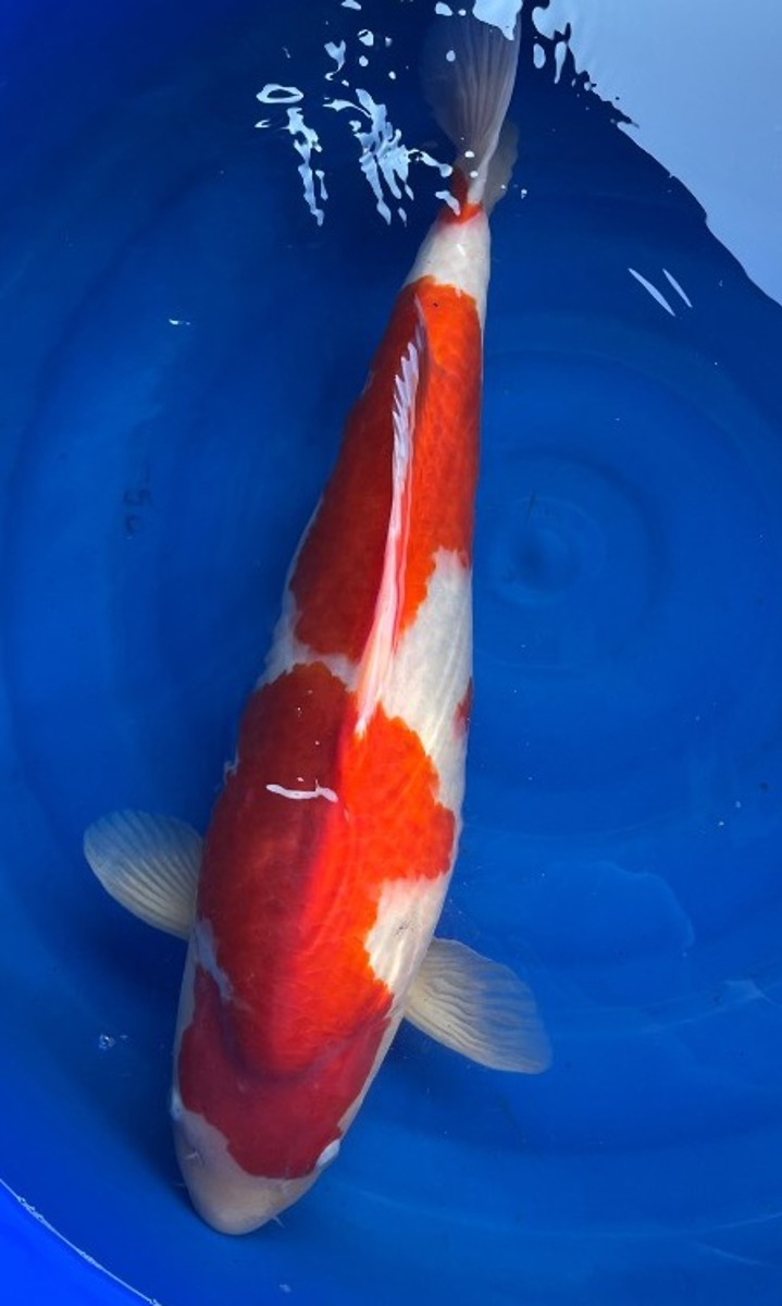 Koi picture