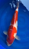 Koi