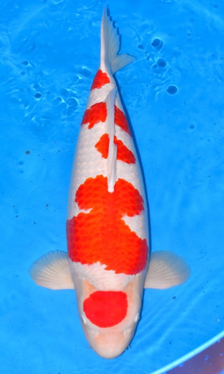 Koi picture