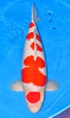 Koi