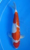 Koi