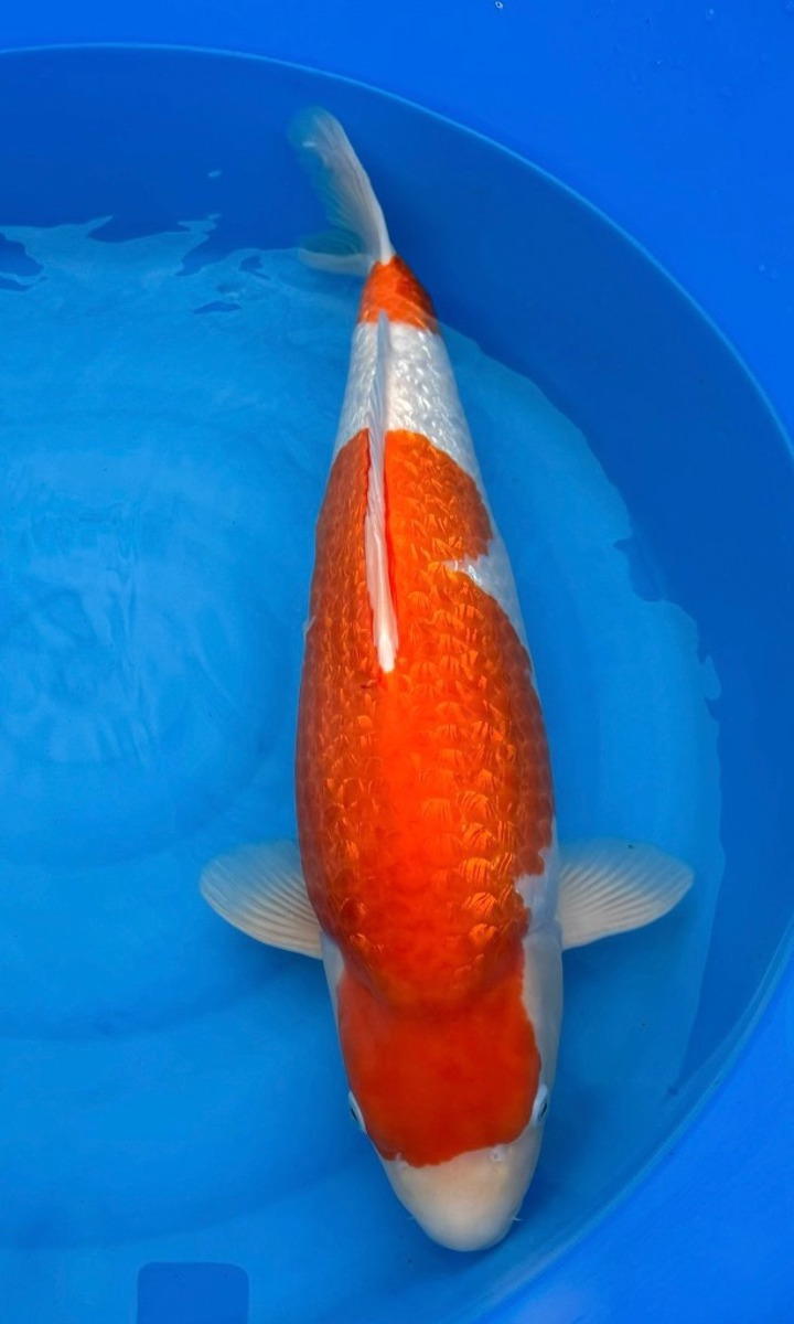 Koi picture