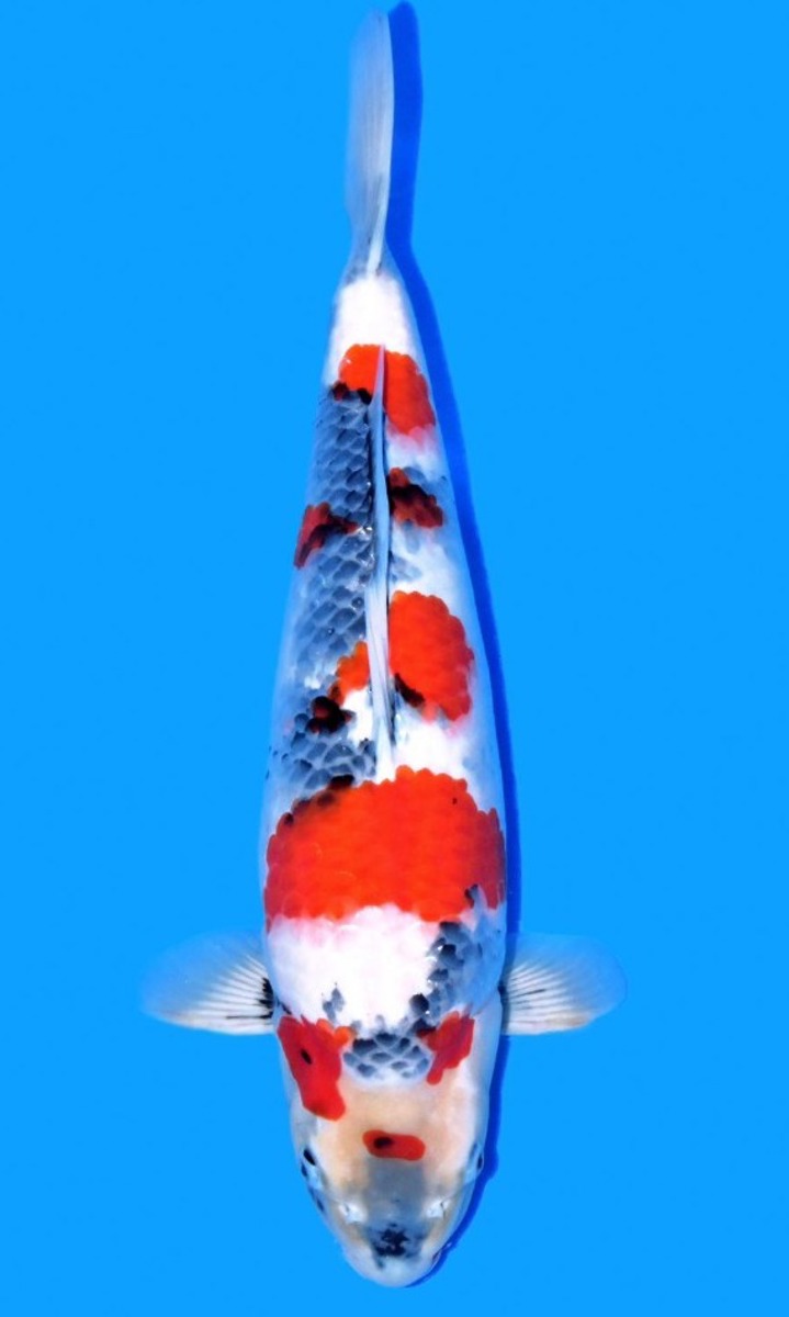 Koi picture
