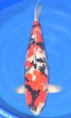 Koi