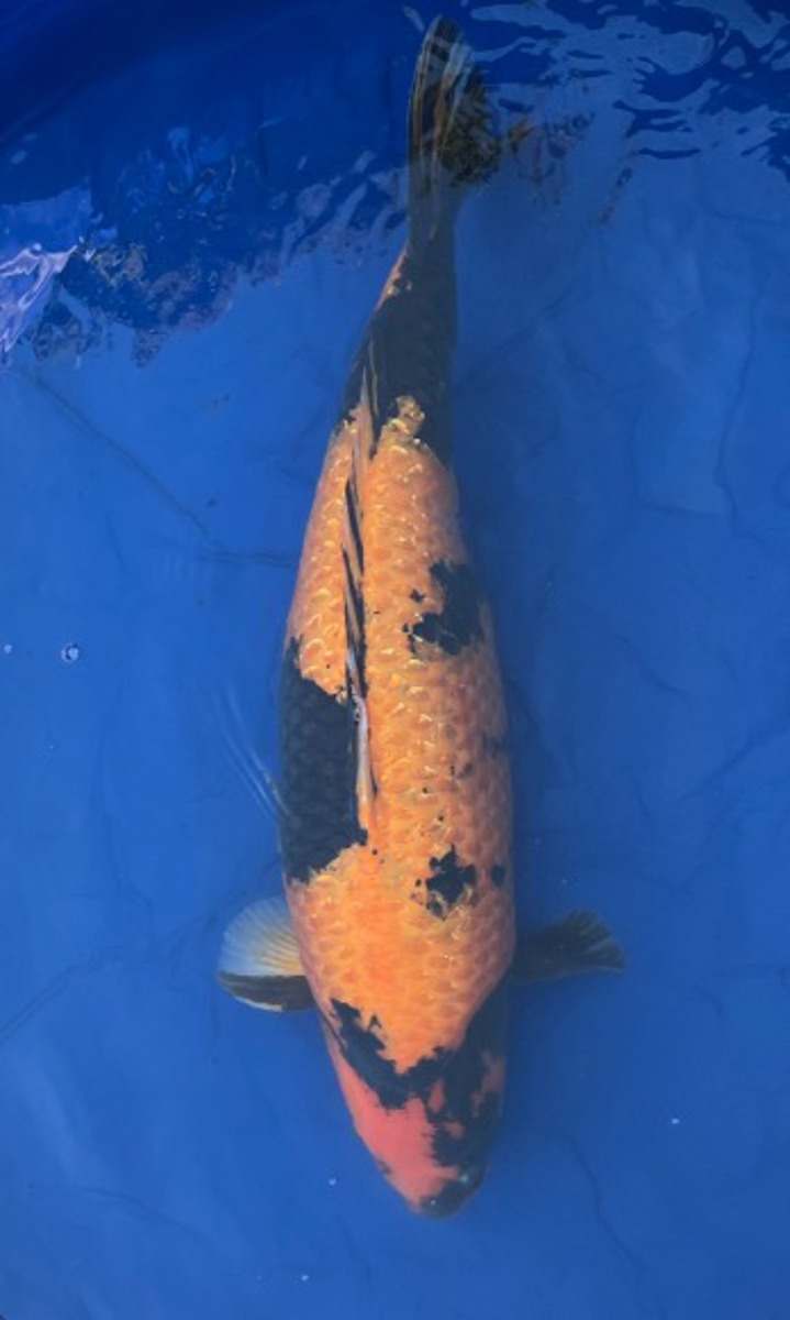 Koi picture