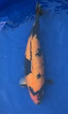 Koi