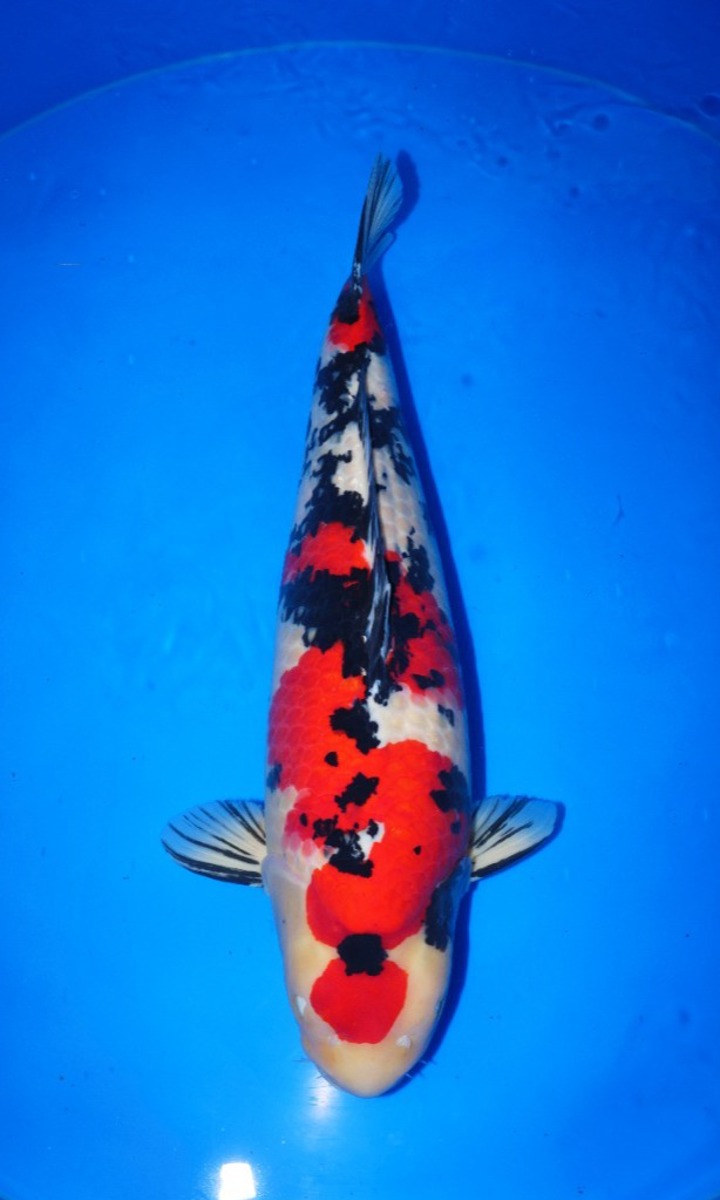 Koi picture