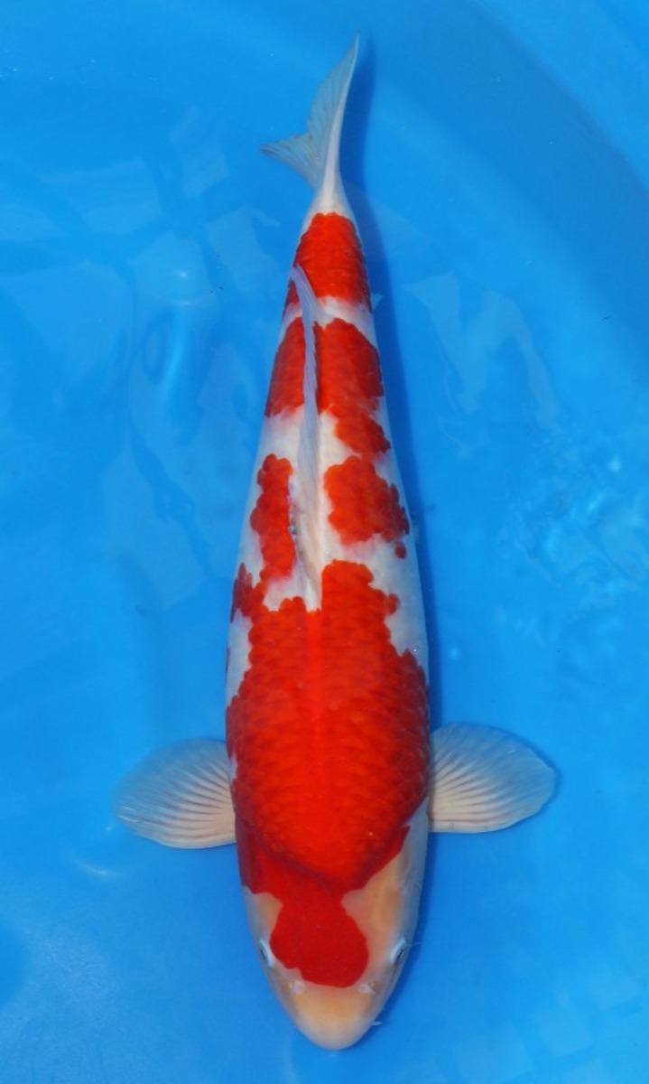 Koi picture