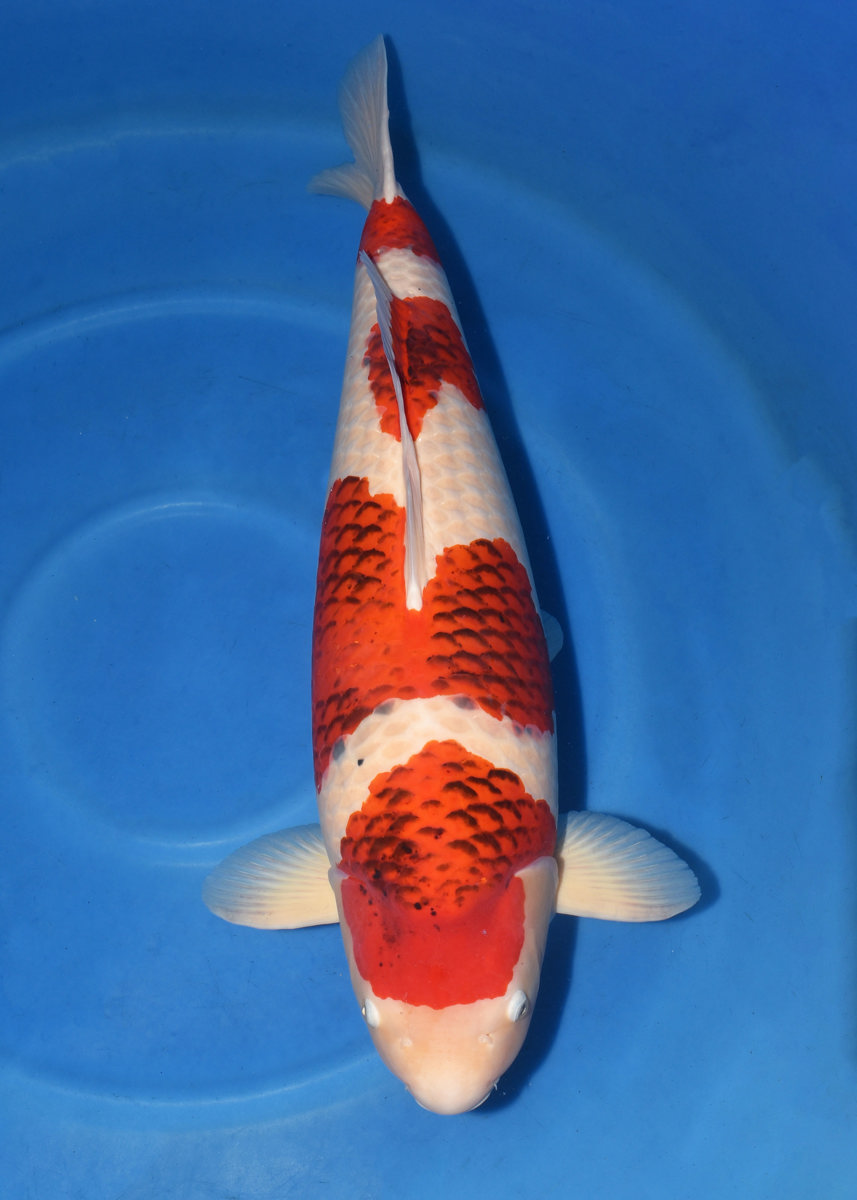 Koi picture