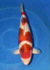 Koi