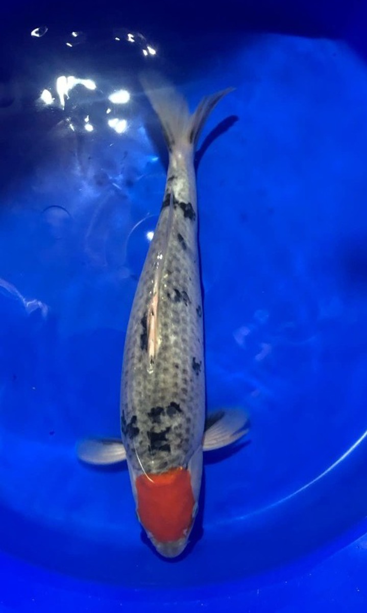 Koi picture