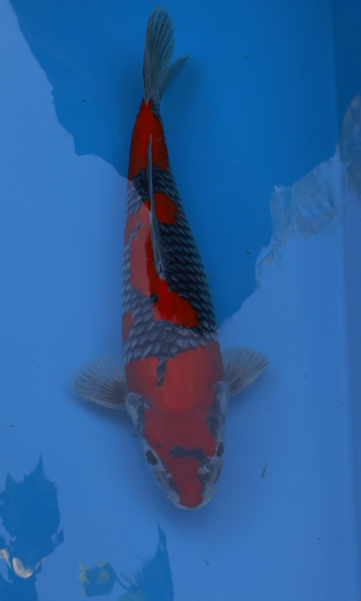 Koi picture