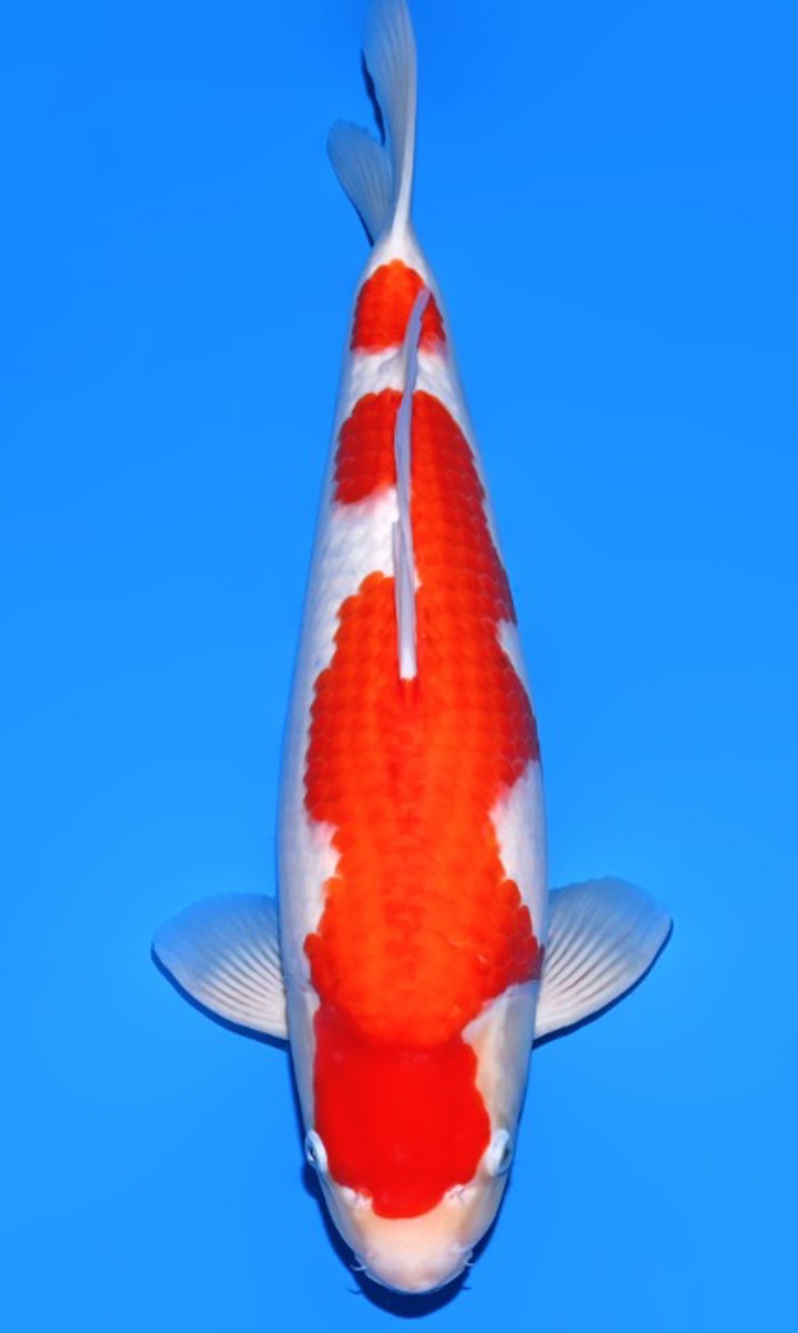 Koi picture