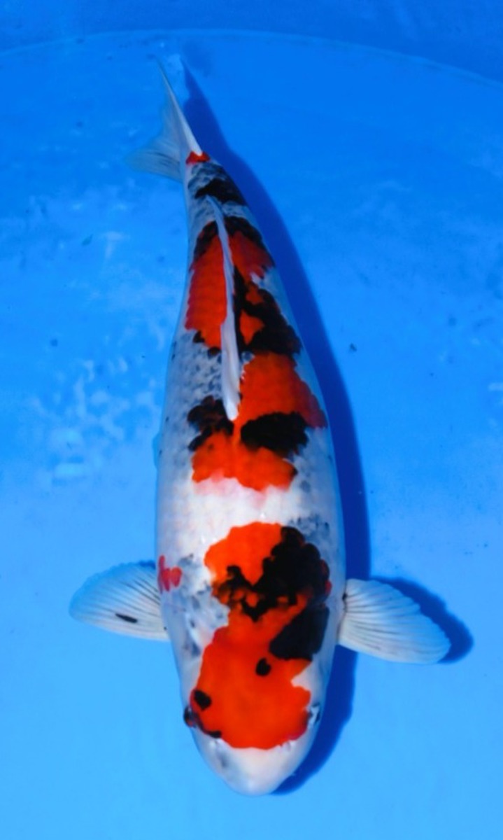 Koi picture