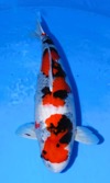 Koi