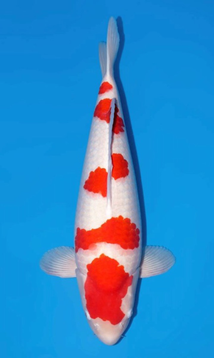 Koi picture