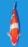 Koi