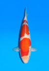 Koi