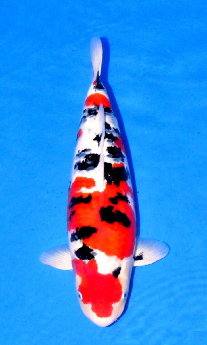Koi picture