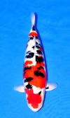 Koi
