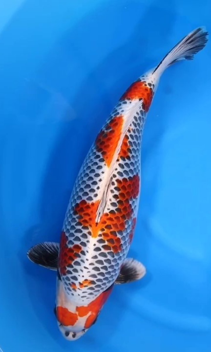 Koi picture